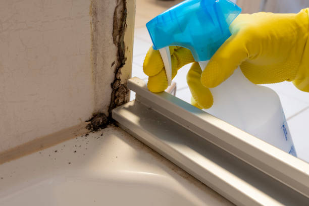 Mold Removal Process in Garrison, MD